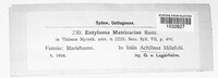 Entyloma matricariae image